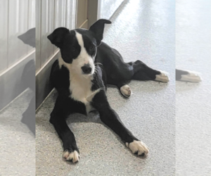 Tana - Female Border-Aussie Dog for Adoption - Photo #4