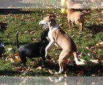 Small Photo #10 American Pit Bull Terrier-Unknown Mix Puppy For Sale in Sebec, ME, USA