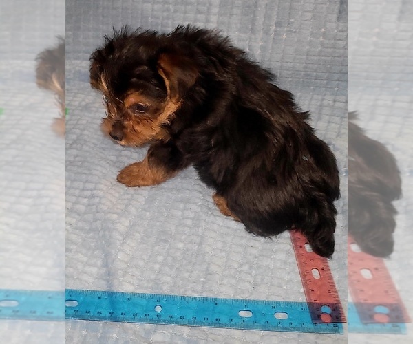 Medium Photo #262 Yorkshire Terrier Puppy For Sale in AKRON, OH, USA