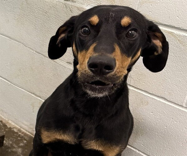 Medium Photo #1 Black and Tan Coonhound Puppy For Sale in Tavares, FL, USA