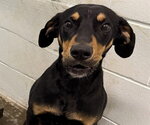 Small Black and Tan Coonhound