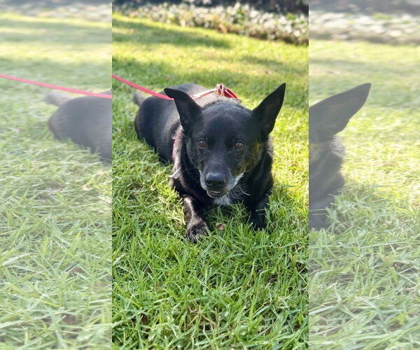 Medium Photo #9 Mutt Puppy For Sale in Lake Elsinore, CA, USA