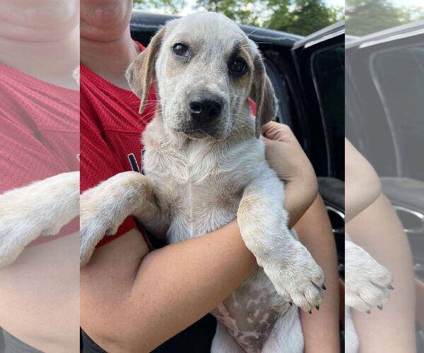 Medium Photo #1 Mutt Puppy For Sale in Marine City, MI, USA