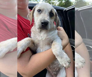 Mutt Dogs for adoption in Marine City, MI, USA