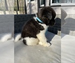 Small Photo #10 Akita Puppy For Sale in MCDONOUGH, GA, USA