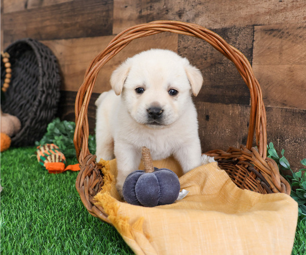 Medium Photo #9 Labrador Retriever Puppy For Sale in SYRACUSE, IN, USA