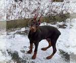 Small #8 Doberman Pinscher