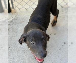 Labrador Retriever-Unknown Mix Dogs for adoption in Tulsa, OK, USA