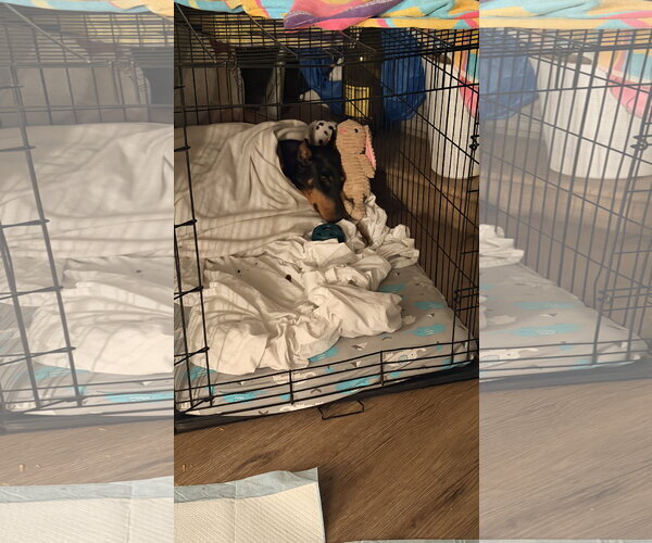 Medium Photo #5 Doberman Pinscher Puppy For Sale in Buffalo, MN, USA