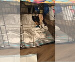 Small #4 Doberman Pinscher
