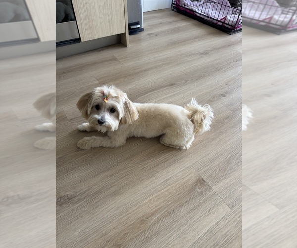 Medium Photo #1 Maltipoo Puppy For Sale in MIAMI, FL, USA