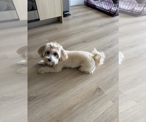 Maltipoo Puppy for sale in MIAMI, FL, USA