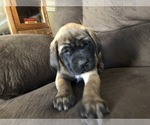 Small Photo #5 Mastiff Puppy For Sale in CHILLICOTHE, OH, USA