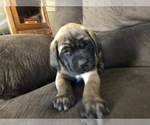 Small #4 Mastiff