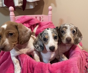 Dachshund Puppy for sale in MOUNT PERRY, OH, USA