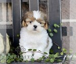 Frankie - Male Shih Tzu Puppy for Sale - Photo #4