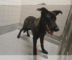 Small Labrador Retriever Mix