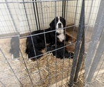 Small Photo #6 Bernedoodle Puppy For Sale in XENIA, OH, USA