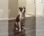 Small American Staffordshire Terrier Mix