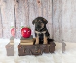 Small #8 Golden Shepherd