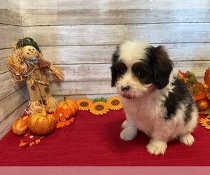 Cavachon Puppy for sale in FULTON, KS, USA