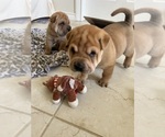 Small #13 Chinese Shar-Pei