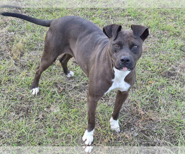 Medium Photo #5 Boxer-Unknown Mix Puppy For Sale in Anniston, AL, USA