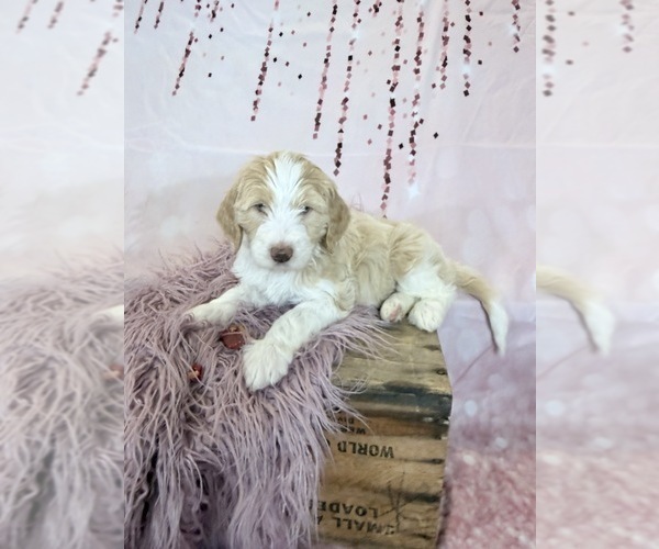 Medium Photo #17 Aussie-Poo-Goldendoodle Mix Puppy For Sale in COMMERCE, MI, USA