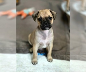 Pug-Unknown Mix Dogs for adoption in Mission Viejo, CA, USA