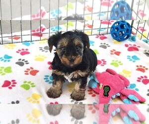 Yorkshire Terrier Puppy for sale in ORO VALLEY, AZ, USA