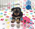 Image preview for Ad Listing. Nickname: Baxter