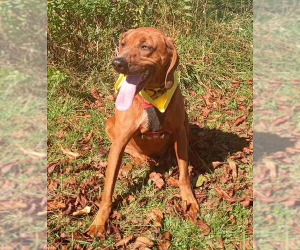 Medium Photo #1 Redbone Coonhound Puppy For Sale in Monterey, VA, USA