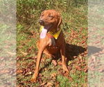 Small Redbone Coonhound