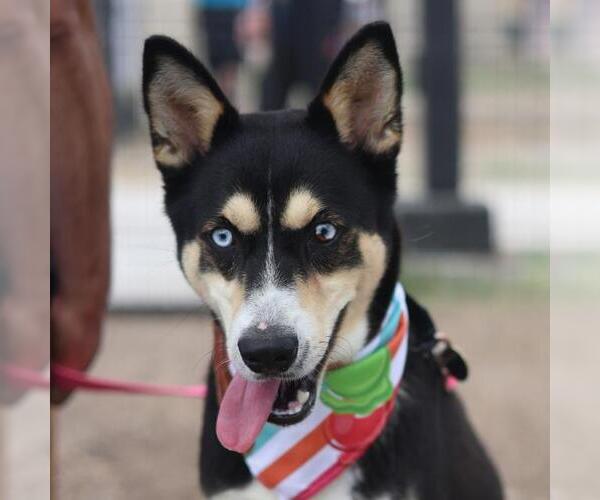 Medium Photo #1 Siberian Husky-Unknown Mix Puppy For Sale in San Antonio, TX, USA