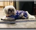 Small Photo #1 Shih Tzu Puppy For Sale in DENTON, MD, USA