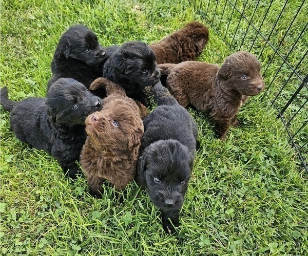Medium Photo #1 Newfoundland Puppy For Sale in CAMBRIDGE, NE, USA