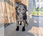 Small #3 Labrador Retriever