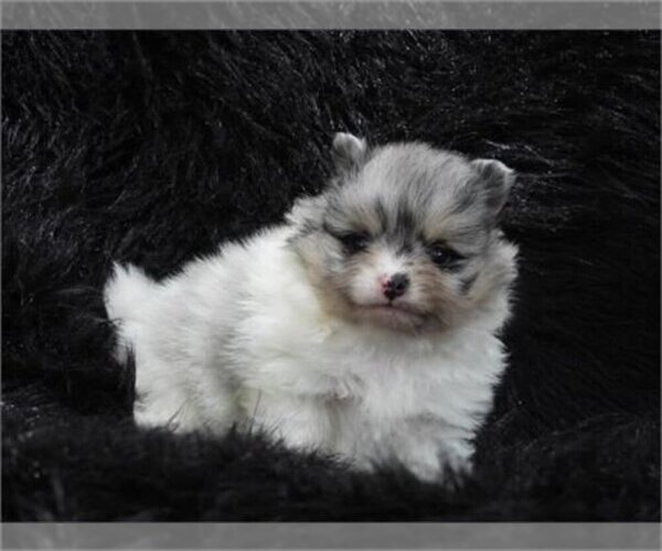 Medium Photo #11 Pomeranian Puppy For Sale in BOCA RATON, FL, USA