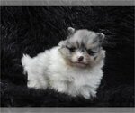 Hand delivery - Female Pomeranian Puppy for Sale - Photo #11