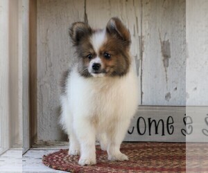Pomeranian Puppy for sale in FREDERICKSBG, OH, USA