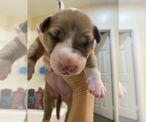 Medium Photo #8 Miniature Bull Terrier Puppy For Sale in CORONA, CA, USA