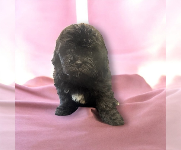Medium Photo #1 ShihPoo Puppy For Sale in CARLISLE, KY, USA