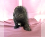 Image preview for Ad Listing. Nickname: Izzy