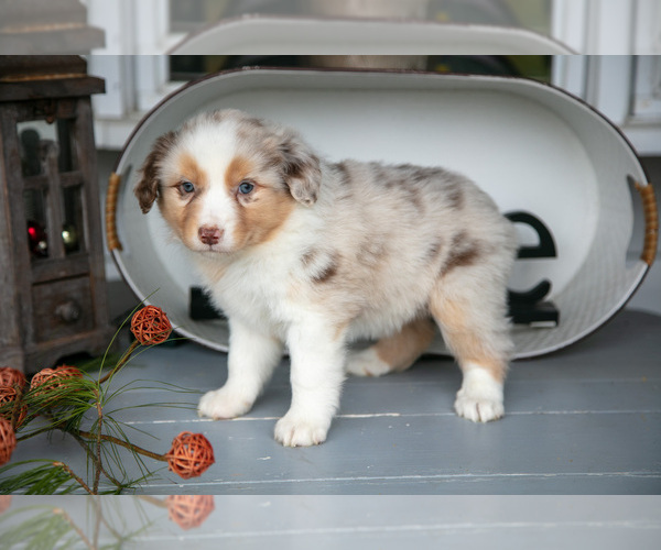 Medium Photo #3 Australian Shepherd Puppy For Sale in HOLMESVILLE, OH, USA