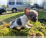 Small Photo #14 French Bulldog Puppy For Sale in NORTH LITTLE ROCK, AR, USA