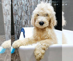 Small Photo #20 Goldendoodle Puppy For Sale in ATHENS, TN, USA