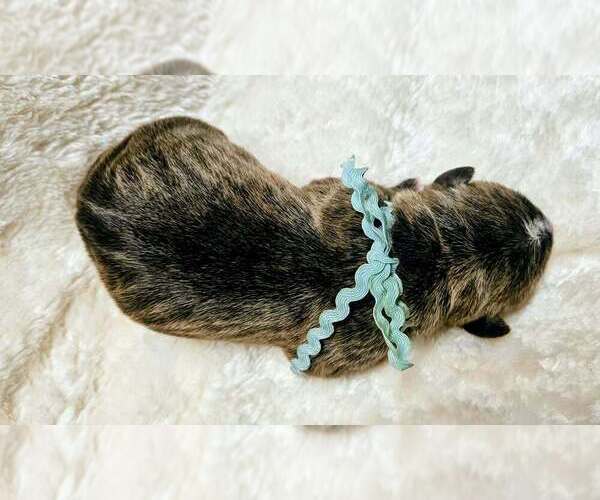 Medium Photo #2 Alapaha Blue Blood Bulldog Puppy For Sale in SHELOCTA, PA, USA