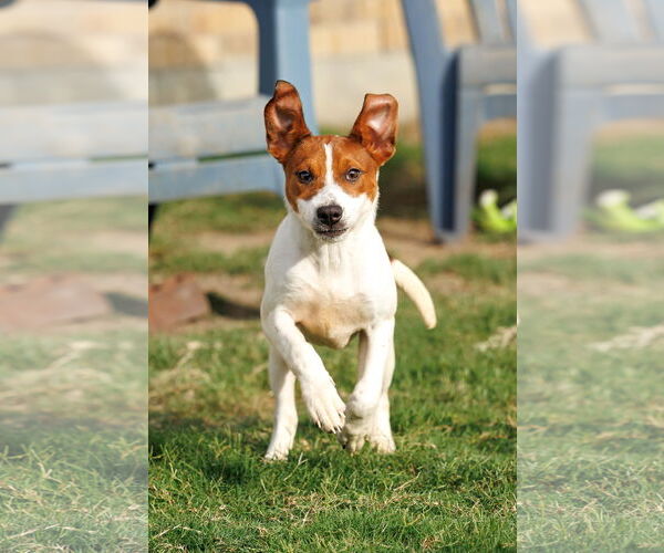 Medium Photo #28 Basenji-Rat Terrier Mix Puppy For Sale in McKinney, TX, USA