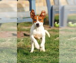 Small #27 Basenji-Rat Terrier Mix