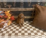 Small #2 Cavapoo (Miniature)